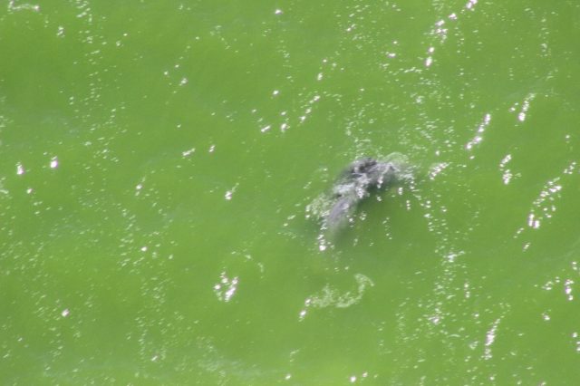 Mating-Herd Mating-Herd