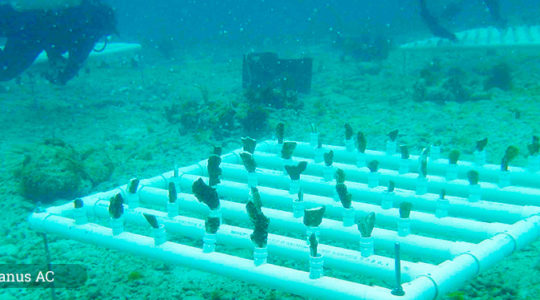 Iniciativa Mesoamericana de Rescate de Arrecifes