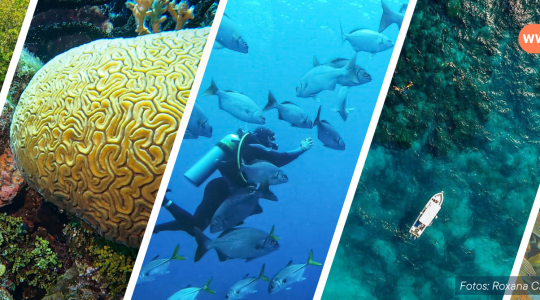 Celebrando 20 años de conservación del Arrecife Mesoamericano