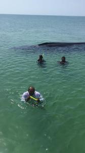 rorcual-caribean-conection-conanp-01