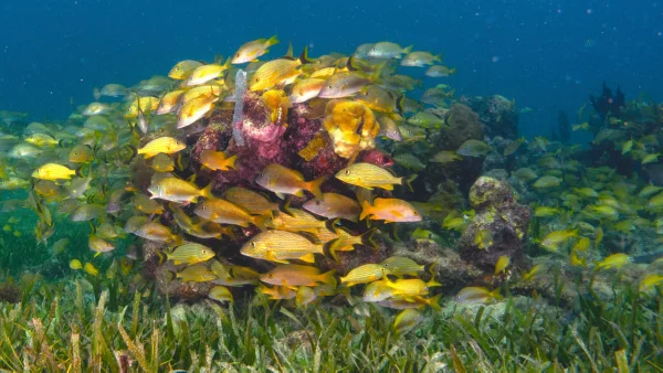 4.-TurneffeAtollMarineReserve-by-TASA