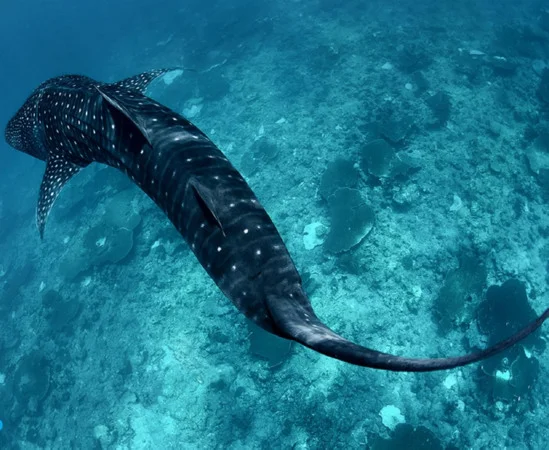 6b.-whale-shark-near-the-surface-GSSCMR_SEA