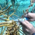 02-Corte de sogas con A. cervicornis