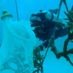 Foto: Roatán Marine Park