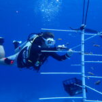 Foto: Roatán Marine Park