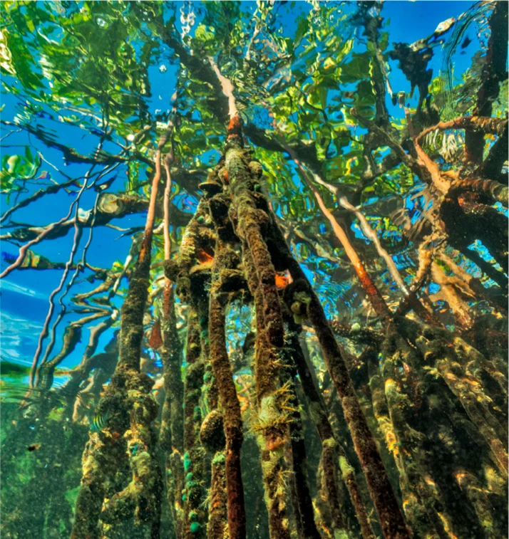 foto-fundacion-albatros-raices-manglares.webp